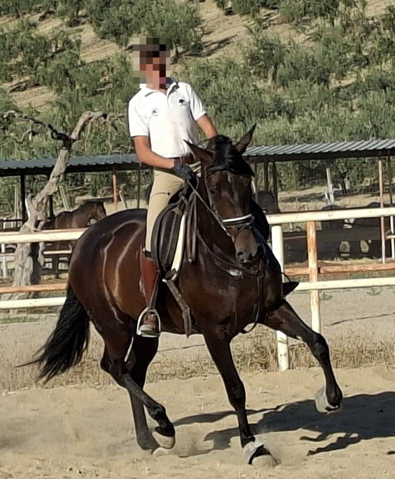 Mare PRE Pure Spanish Bred For sale 2021 Black