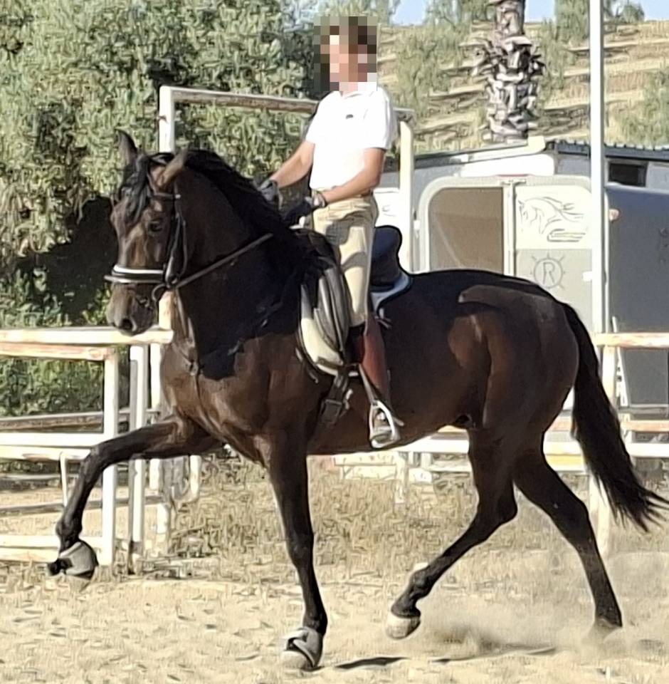 Mare PRE Pure Spanish Bred For sale 2021 Black