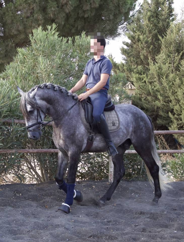Entire PRE Pure Spanish Bred For sale 2021 Grey