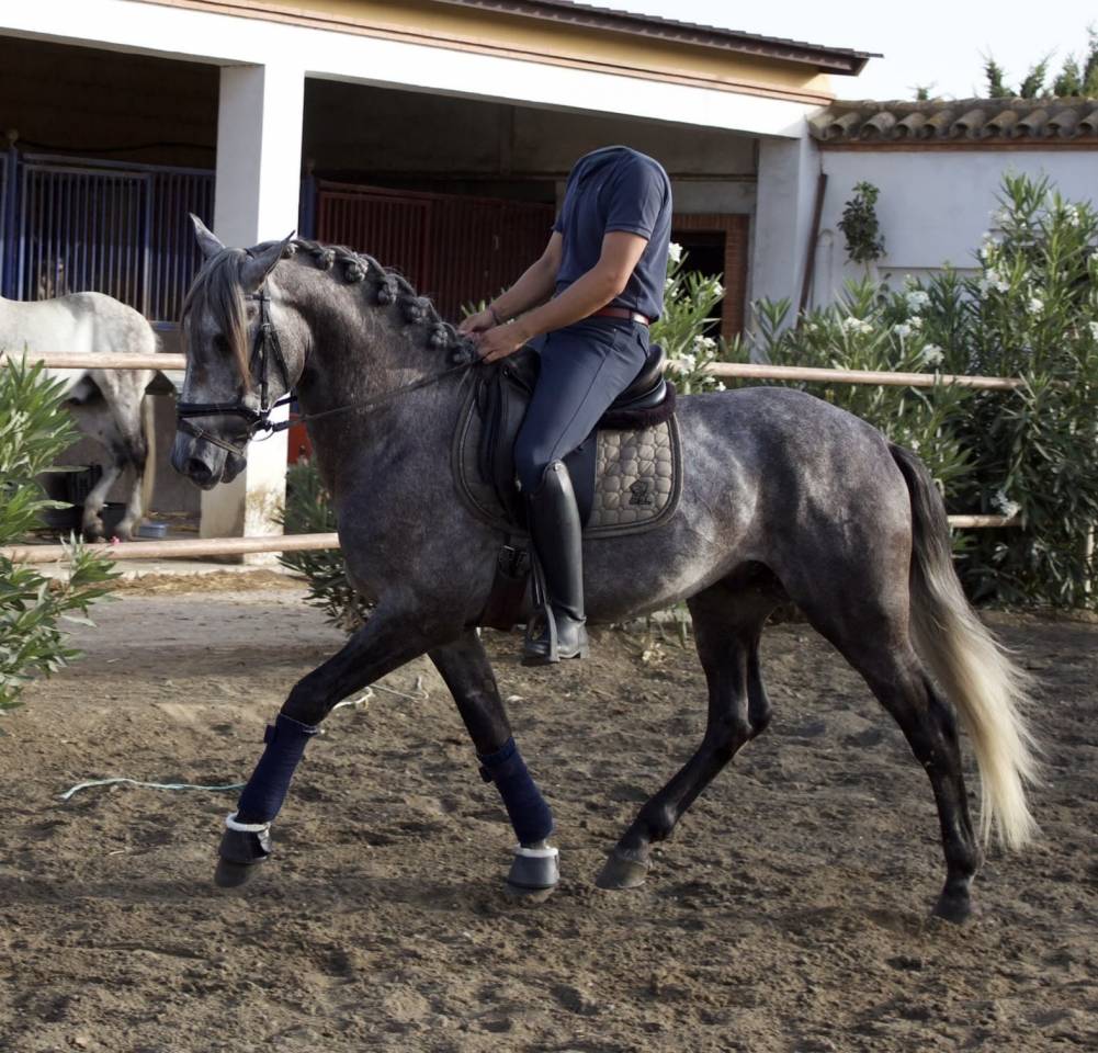 Entire PRE Pure Spanish Bred For sale 2021 Grey