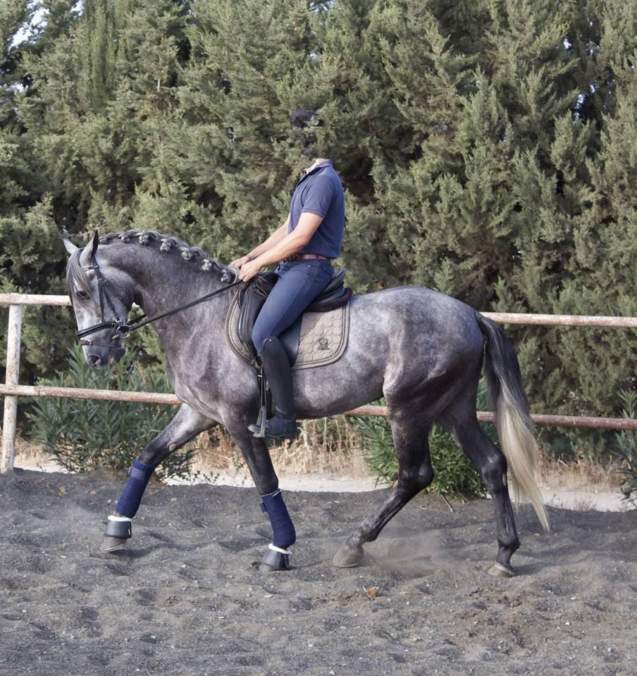 Entire PRE Pure Spanish Bred For sale 2021 Grey