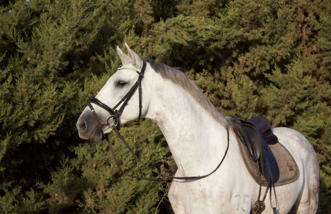 Gelding PRE Pure Spanish Bred For sale 2017 Grey