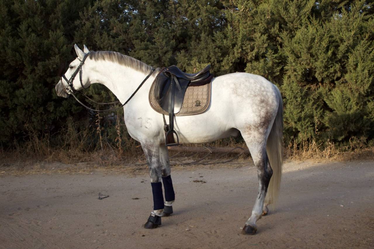 Gelding PRE Pure Spanish Bred For sale 2017 Grey