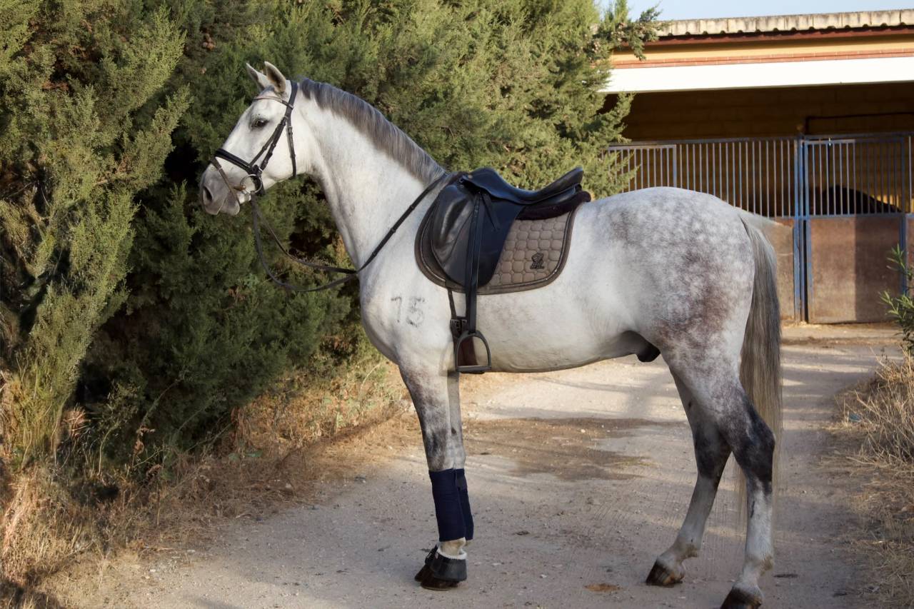 Gelding PRE Pure Spanish Bred For sale 2017 Grey