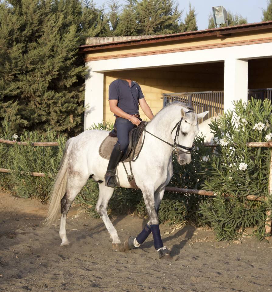Gelding PRE Pure Spanish Bred For sale 2017 Grey