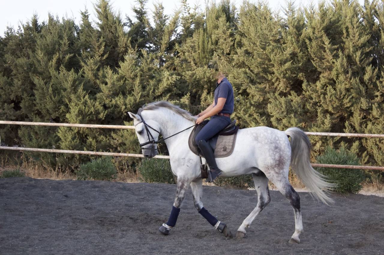 Gelding PRE Pure Spanish Bred For sale 2017 Grey