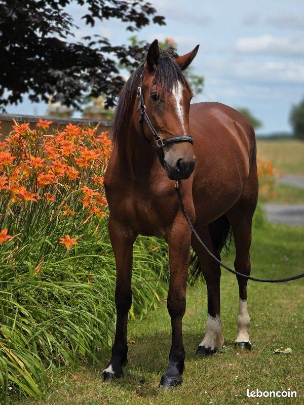 Mare French Trotter For sale 2023 Bay