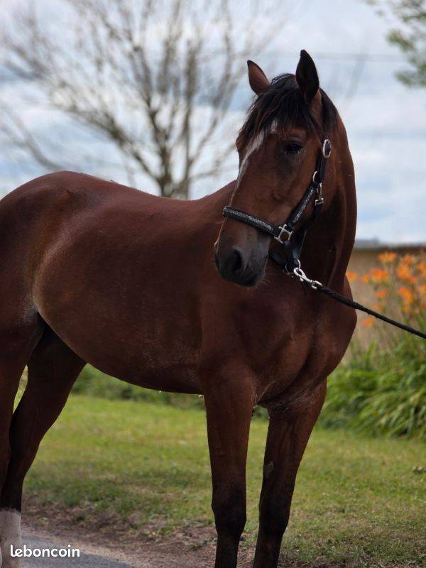 Mare French Trotter For sale 2023 Bay