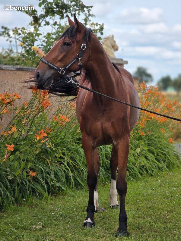 Mare French Trotter For sale 2023 Bay
