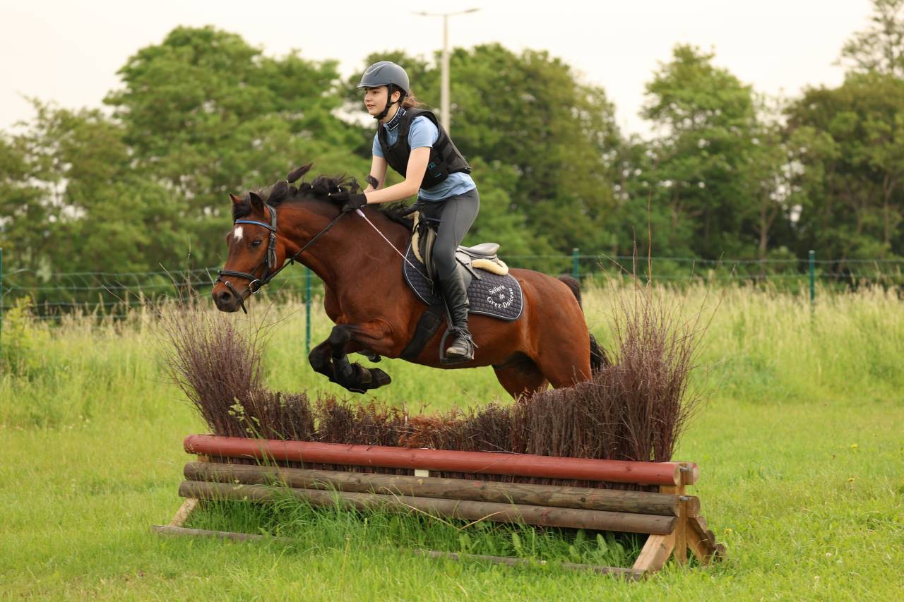 Gelding French Saddle Pony For sale 2015 Bay