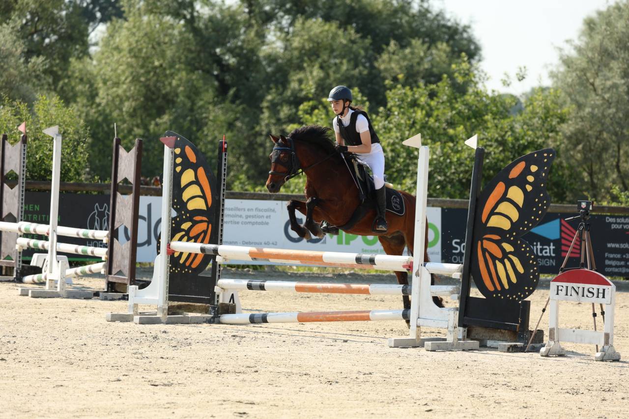 Gelding French Saddle Pony For sale 2015 Bay