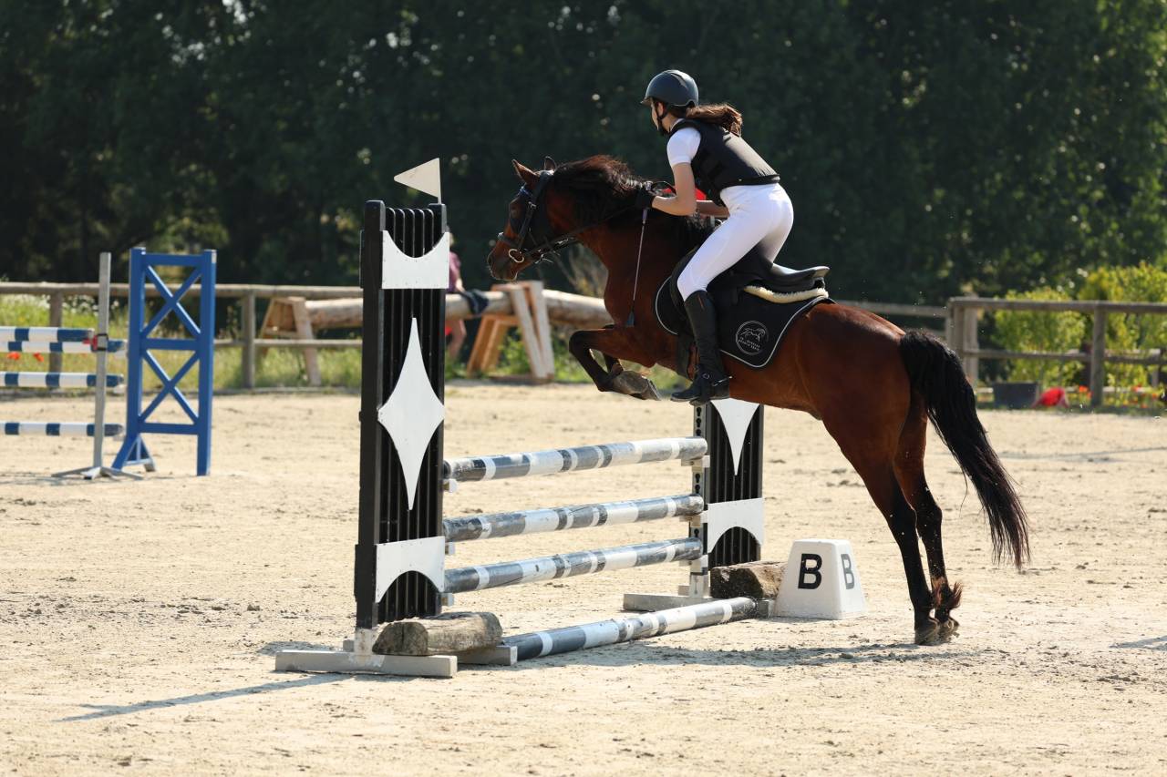 Gelding French Saddle Pony For sale 2015 Bay