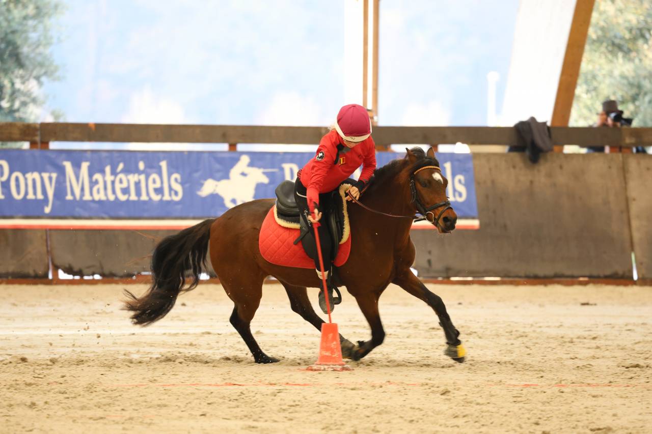 Gelding French Saddle Pony For sale 2015 Bay