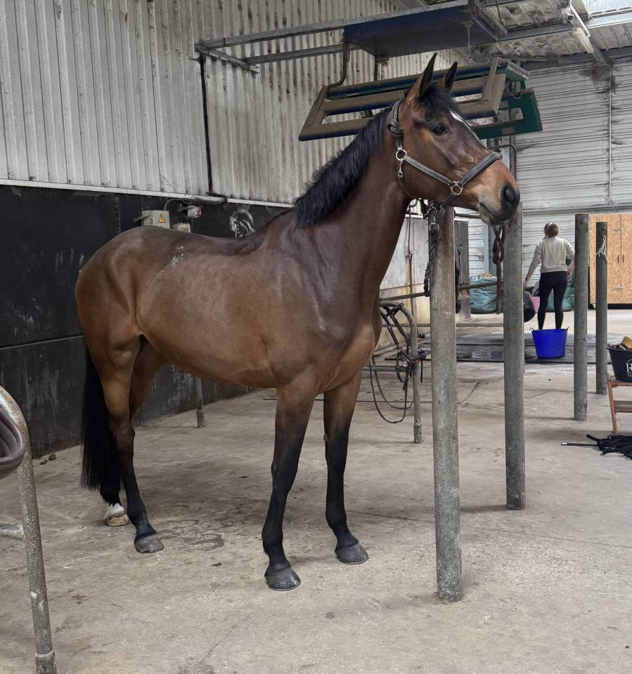 Mare Irish Sport Horse For sale 2022 Dark Bay