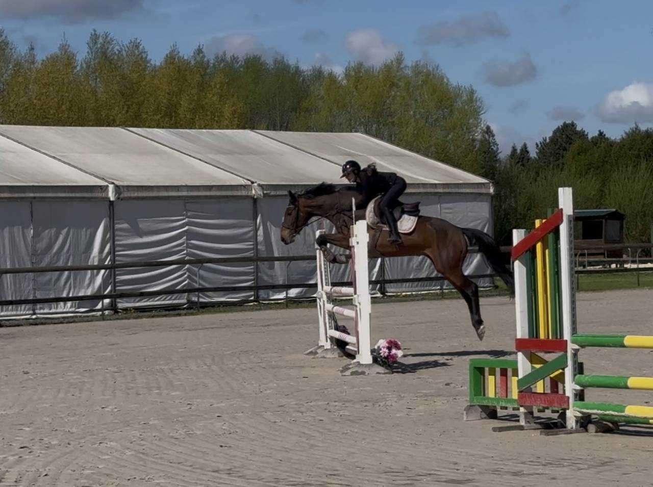 Mare Irish Sport Horse For sale 2022 Dark Bay