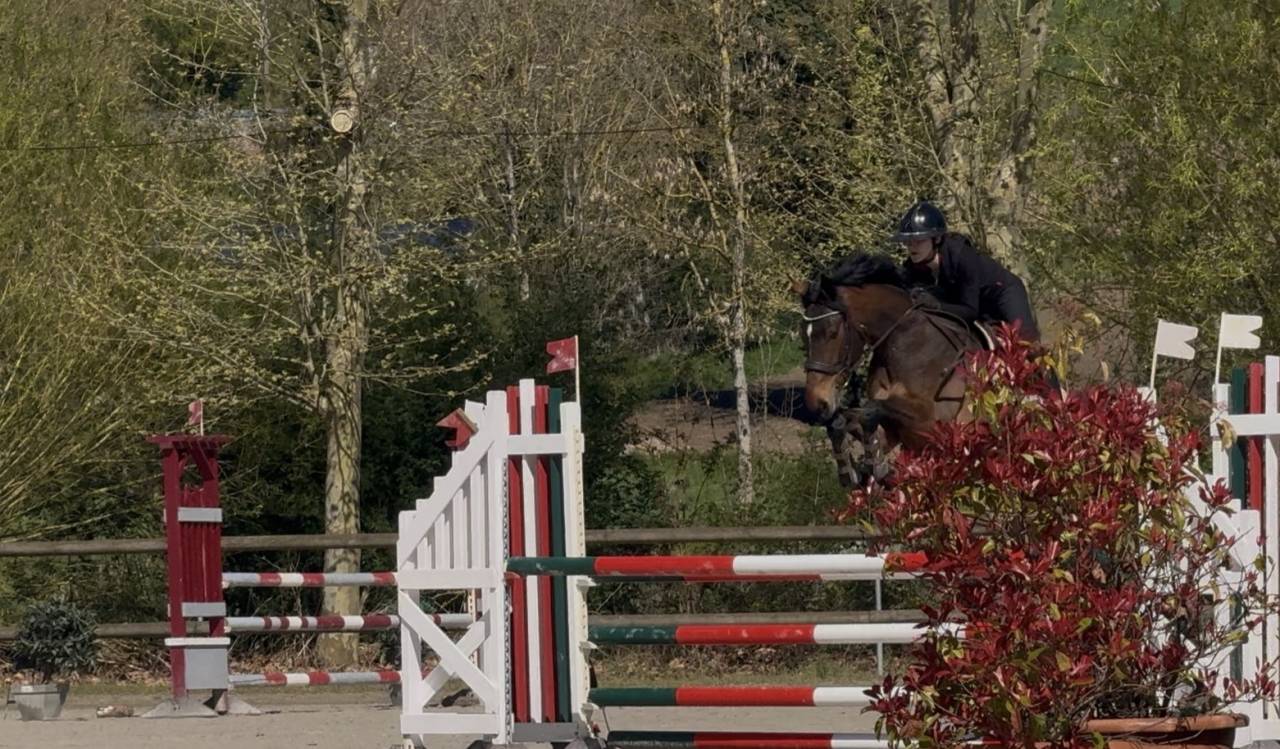 Mare Irish Sport Horse For sale 2022 Dark Bay