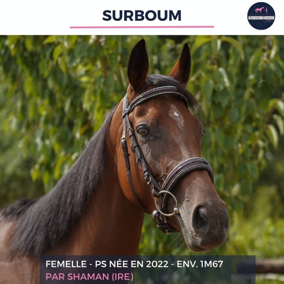 Gelding Thoroughbred For sale 2022 Bay