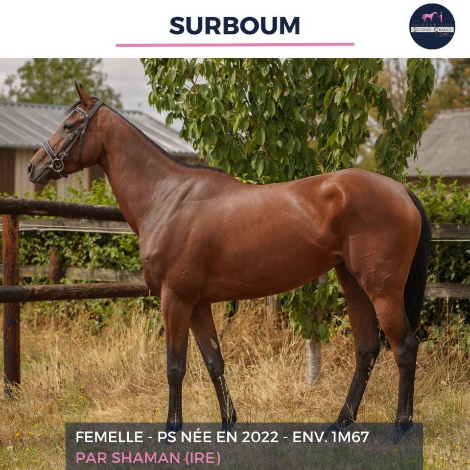 Gelding Thoroughbred For sale 2022 Bay