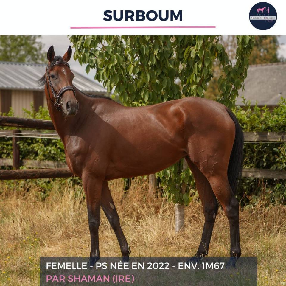 Gelding Thoroughbred For sale 2022 Bay