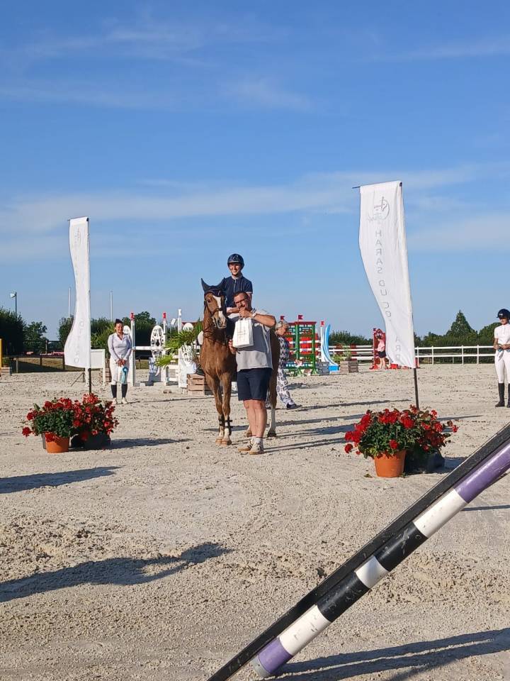 Gelding Welsh Part Bred For sale 2021 Bay