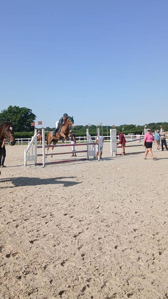 Gelding Welsh Part Bred For sale 2021 Bay