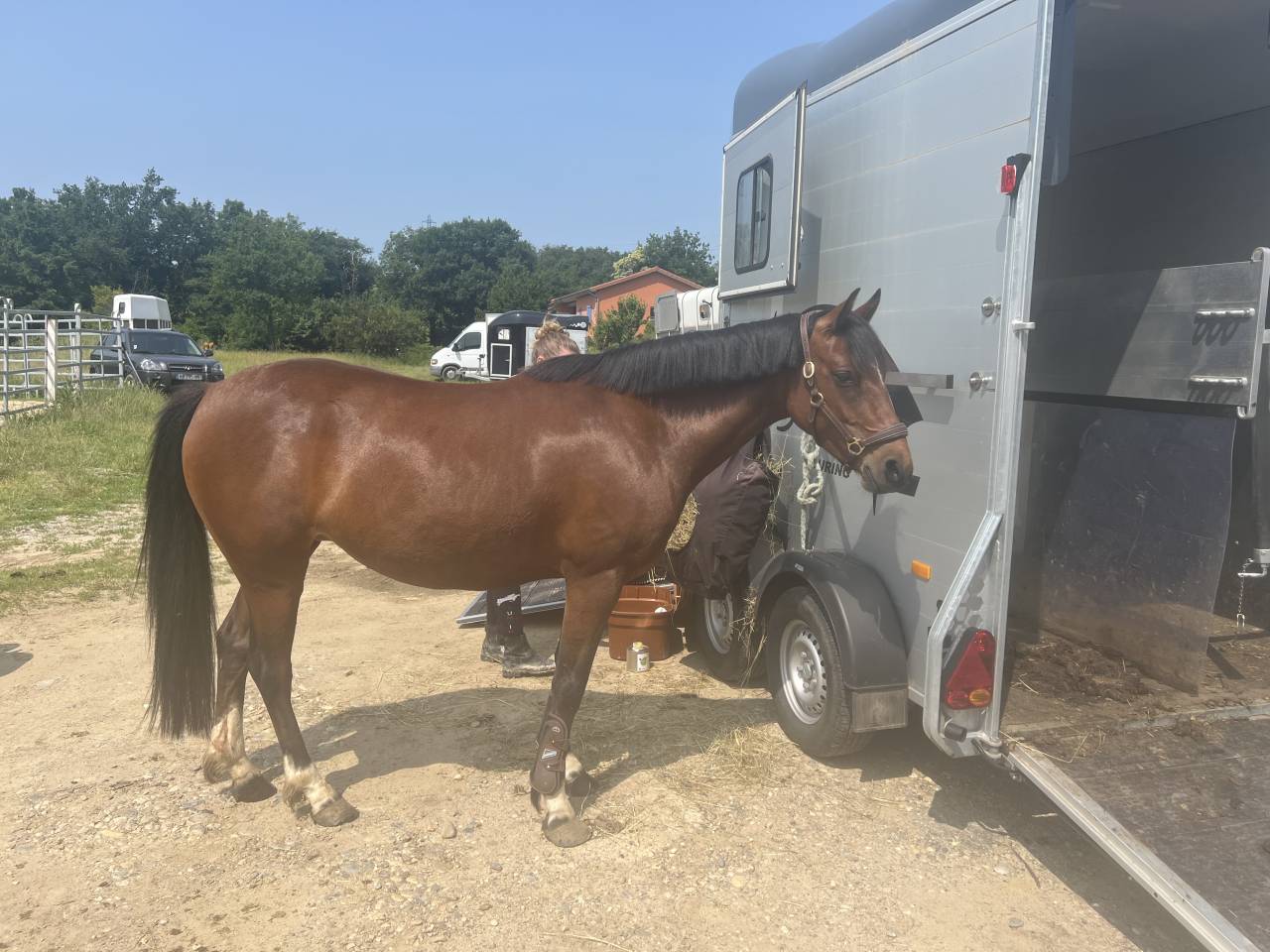 Mare Welsh Part Bred For sale 2021 Bay