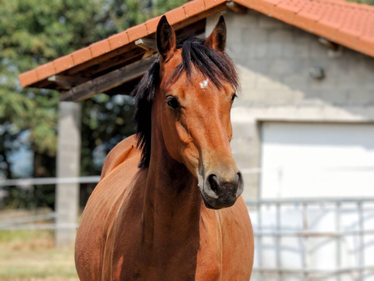 Mare Welsh Part Bred For sale 2021 Bay