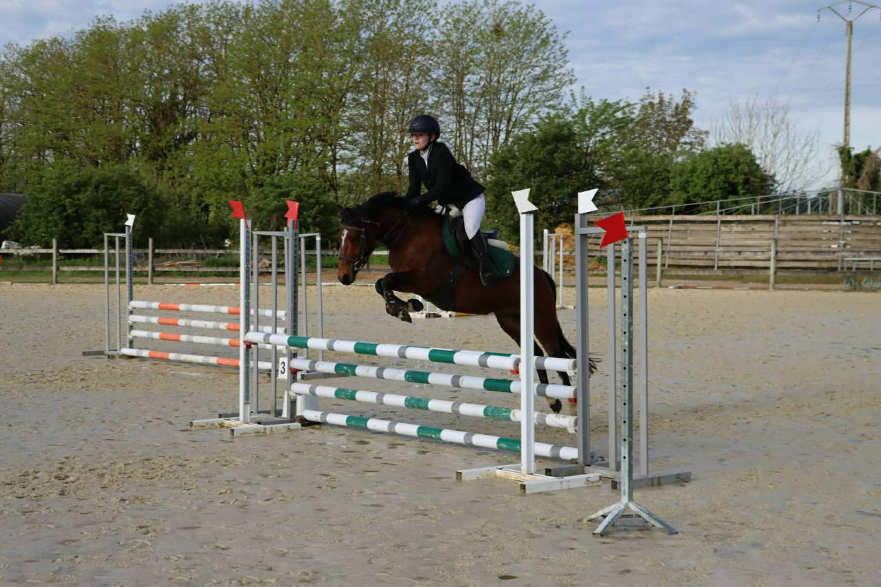 Mare Welsh Part Bred For sale 2021 Bay