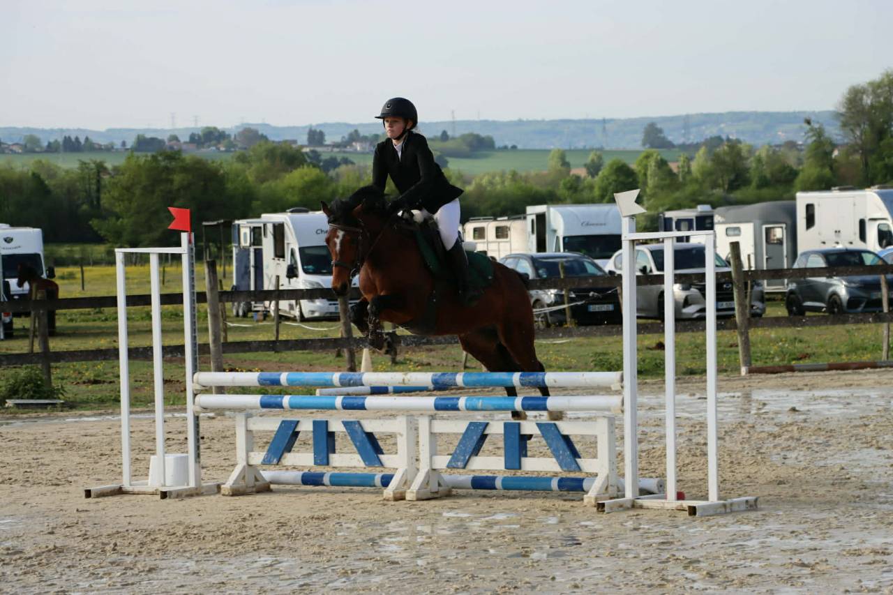 Mare Welsh Part Bred For sale 2021 Bay