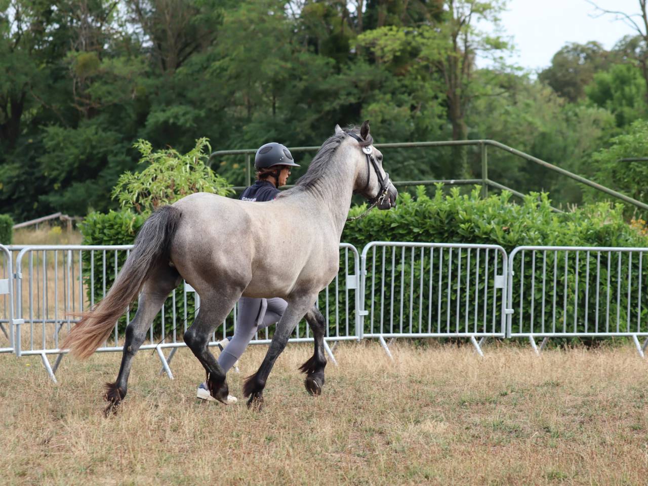Gelding Connemara For sale 2022 Grey