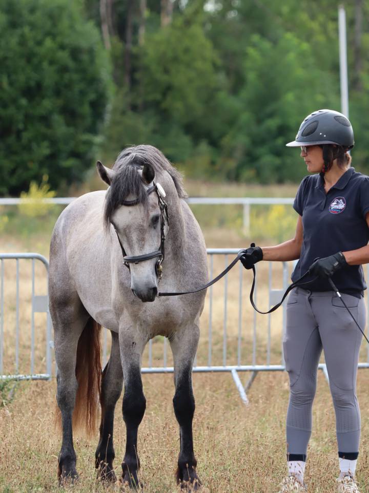 Gelding Connemara For sale 2022 Grey