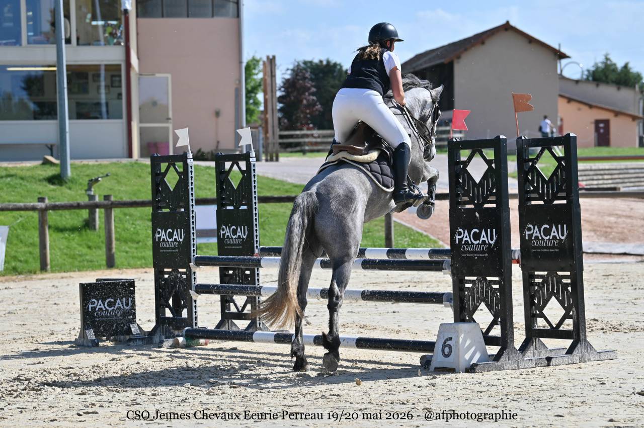 Gelding Connemara For sale 2022 Grey