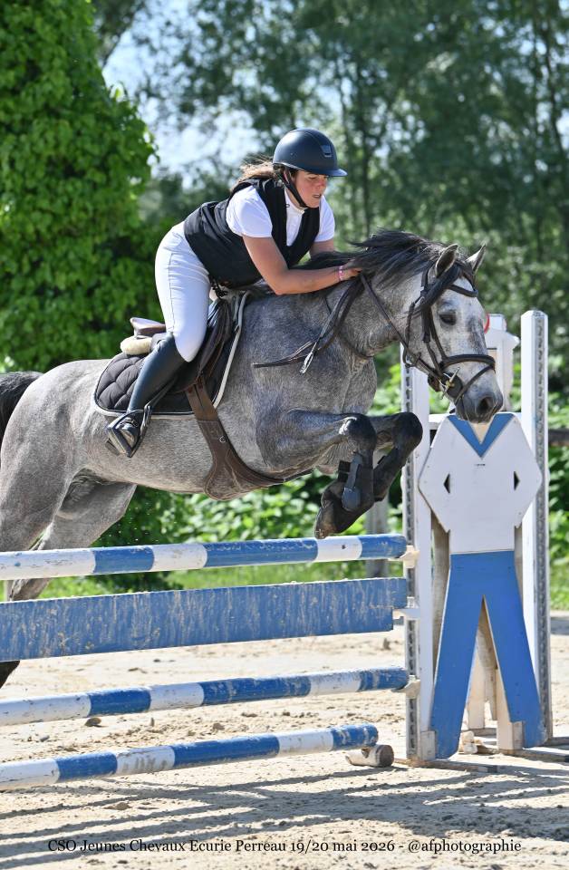 Gelding Connemara For sale 2022 Grey