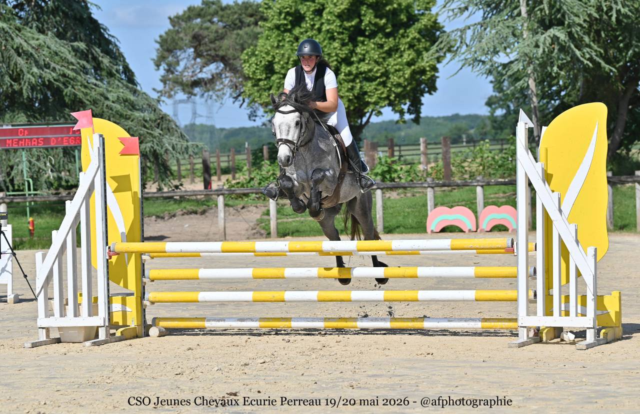 Gelding Connemara For sale 2022 Grey