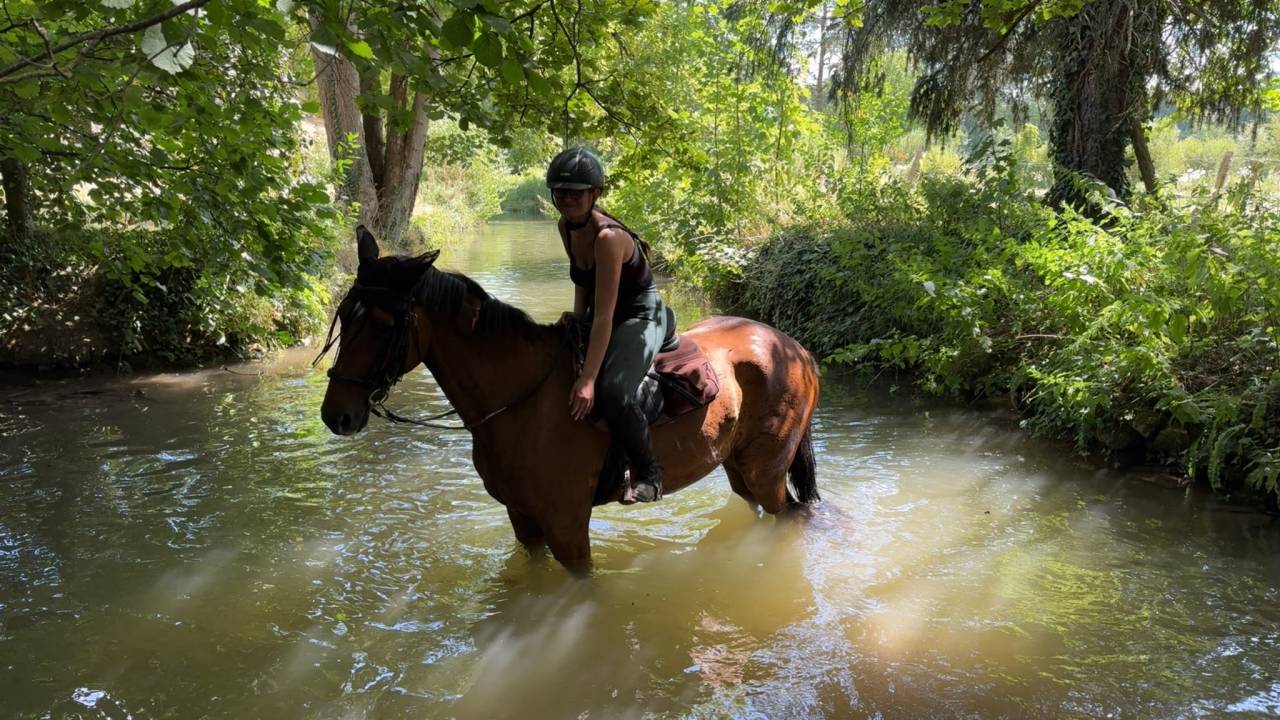 Gelding French Trotter For sale 2020 Bay