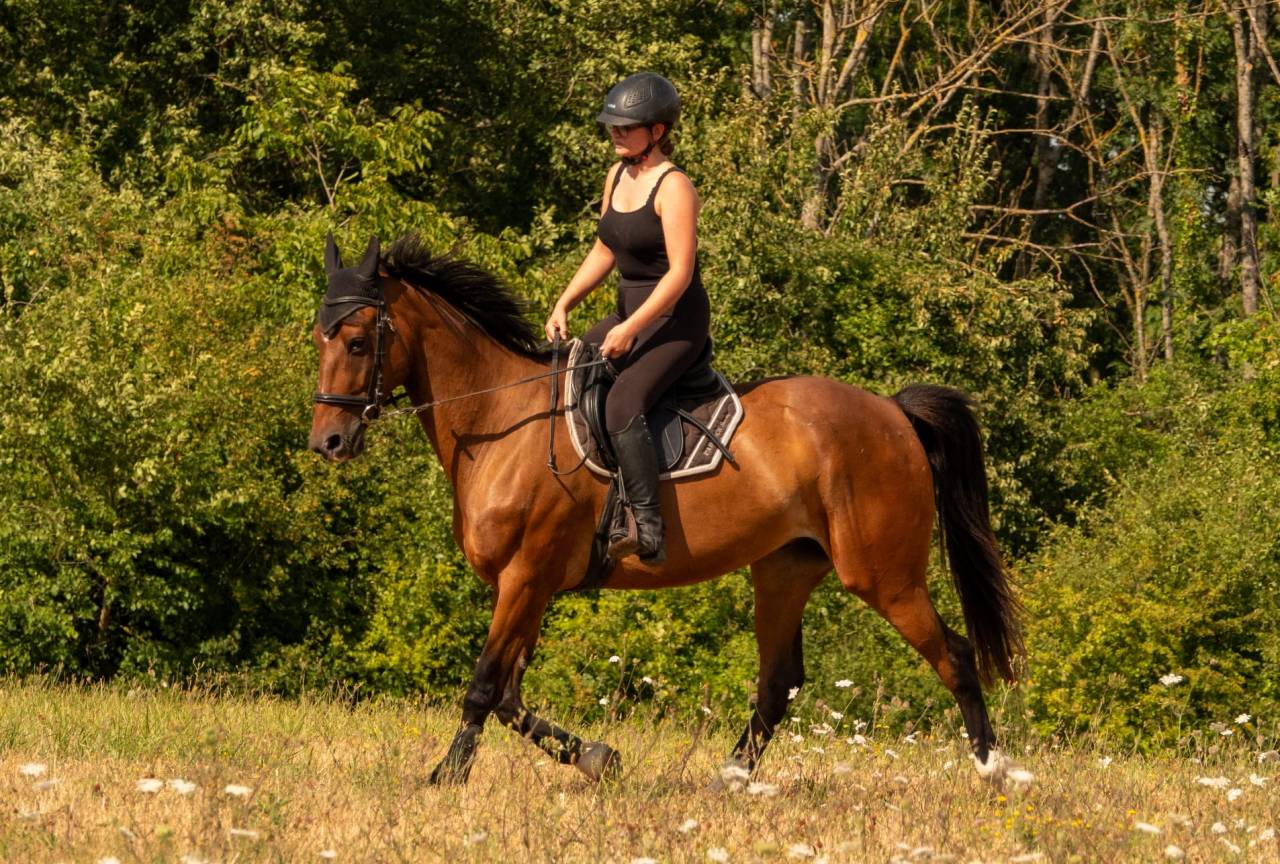 Gelding French Trotter For sale 2020 Bay