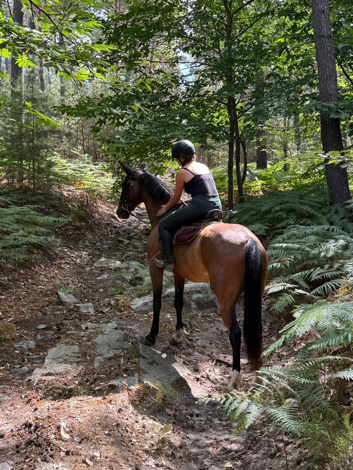 Gelding French Trotter For sale 2020 Bay