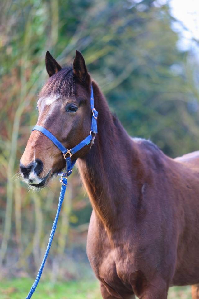 Gelding French Trotter For sale 2020 Bay