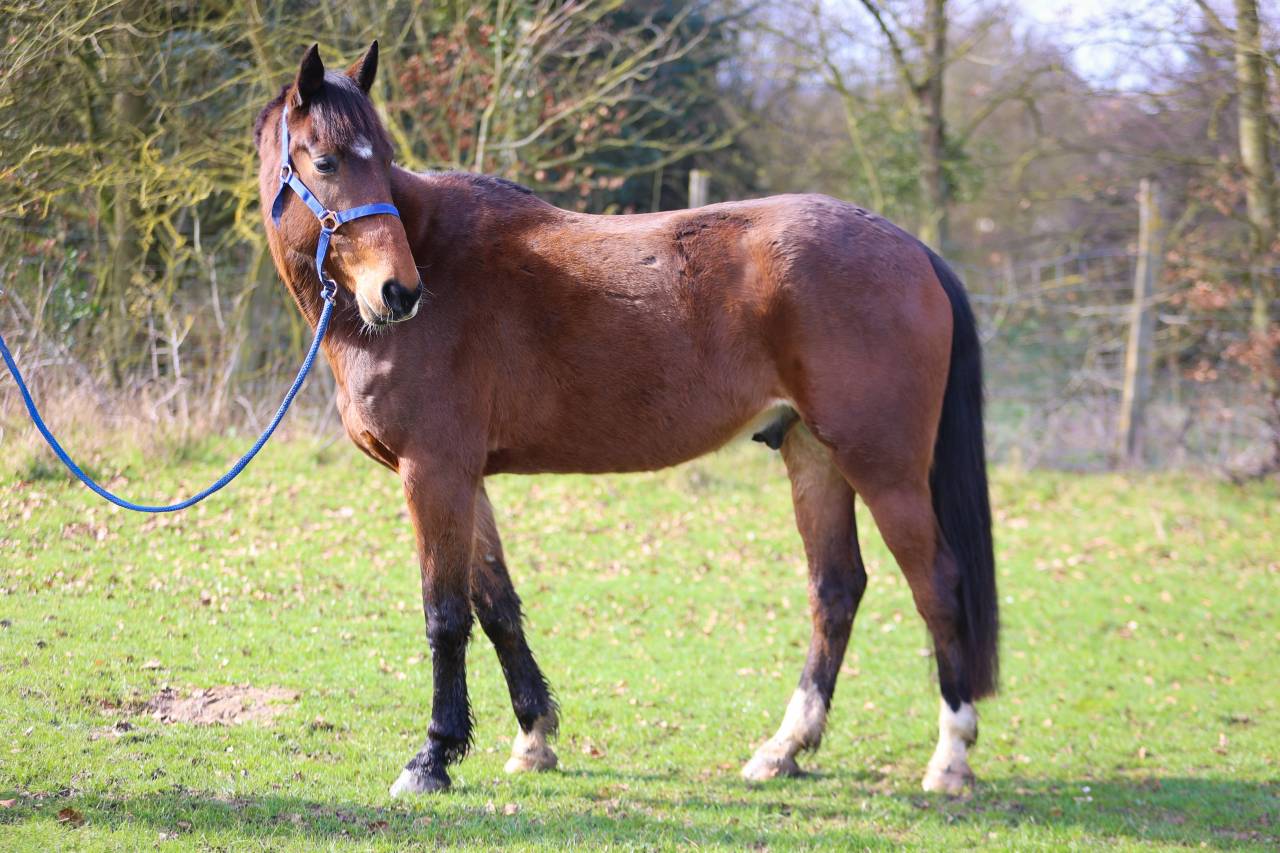 Gelding French Trotter For sale 2020 Bay