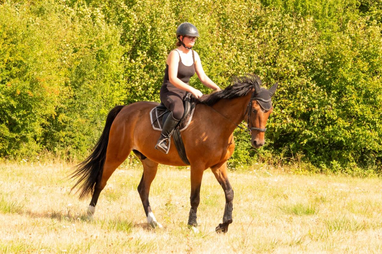 Gelding French Trotter For sale 2020 Bay