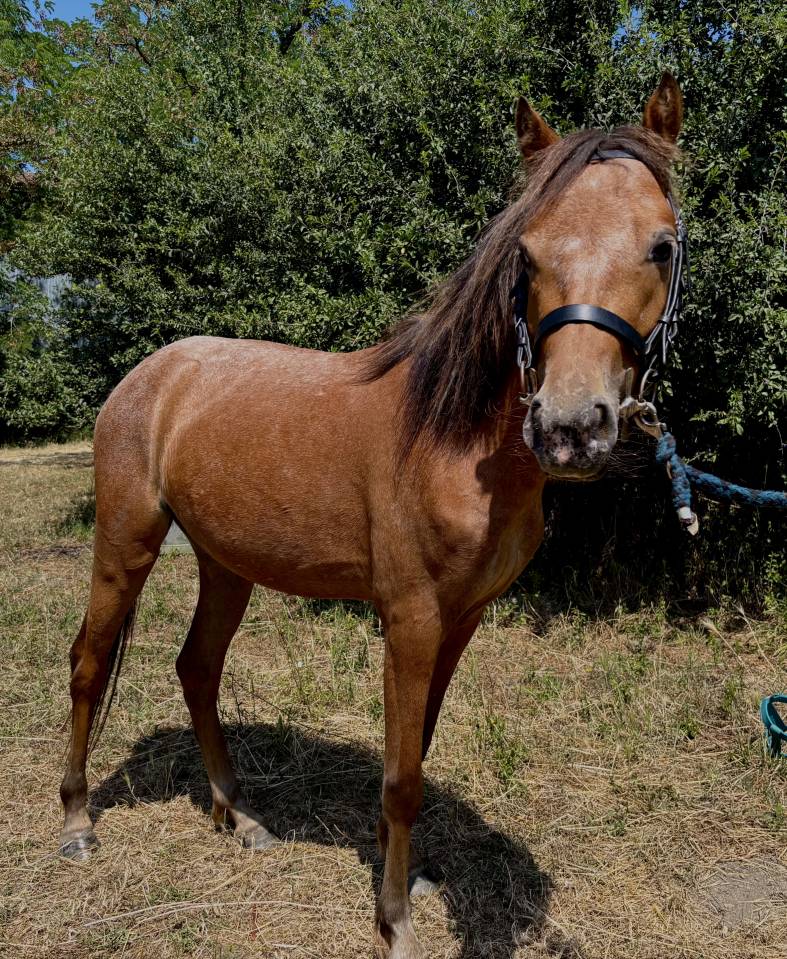 Mare No Origin Recorded For sale 2021 Other color