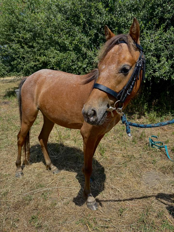Mare No Origin Recorded For sale 2021 Other color