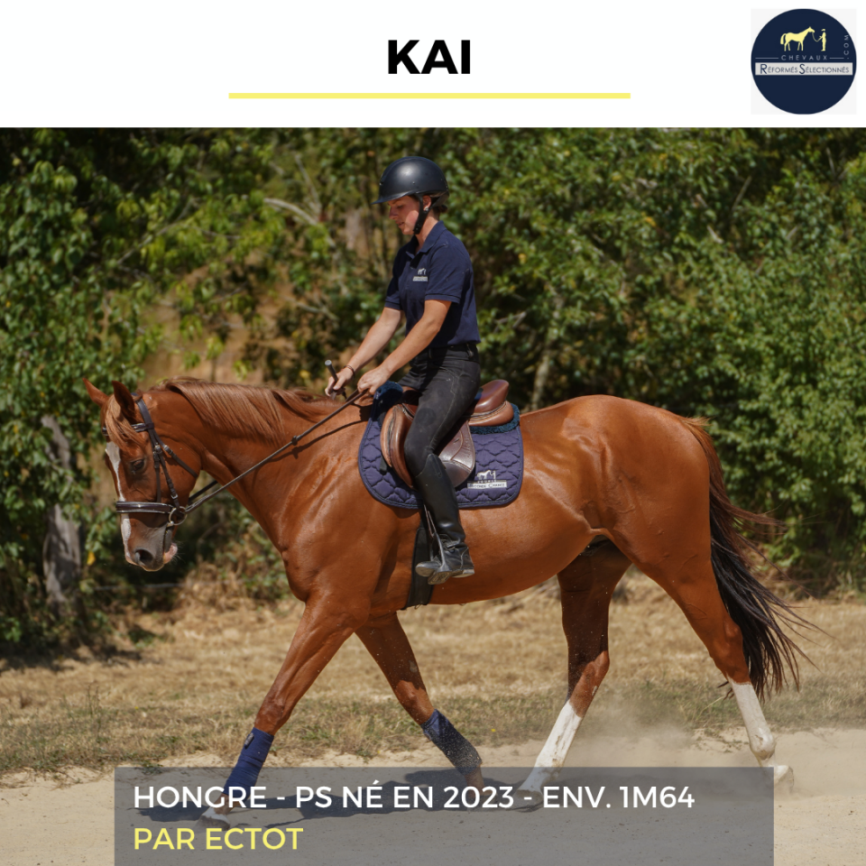 Gelding Thoroughbred For sale 2023 Chesnut