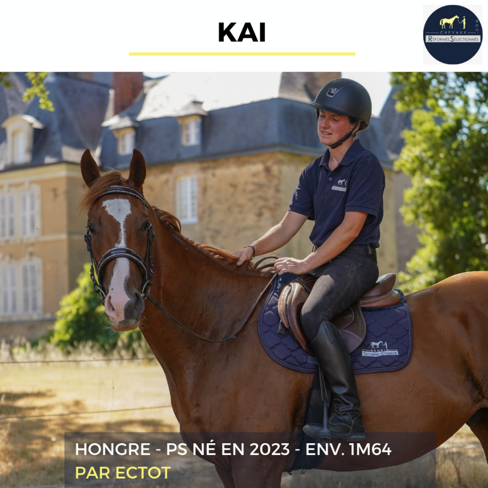 Gelding Thoroughbred For sale 2023 Chesnut
