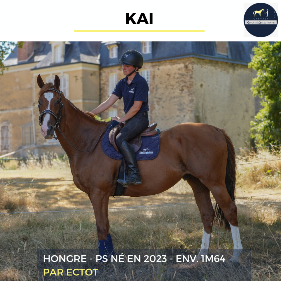 Gelding Thoroughbred For sale 2023 Chesnut