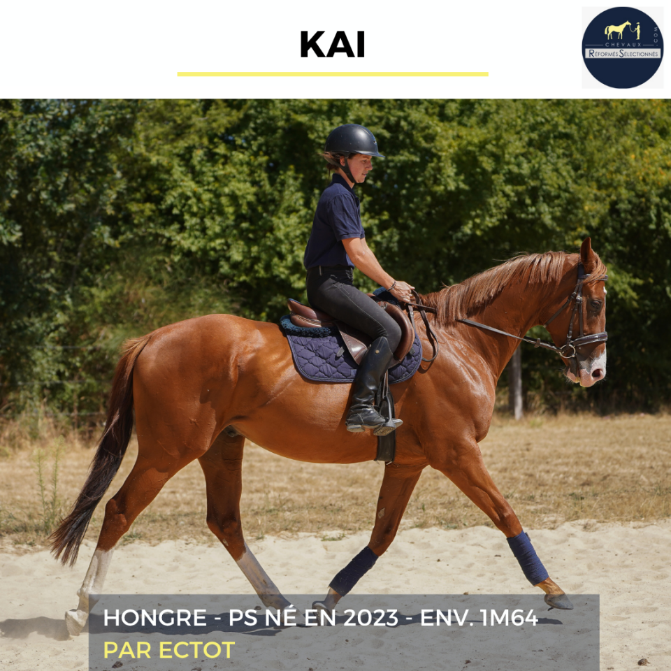 Gelding Thoroughbred For sale 2023 Chesnut