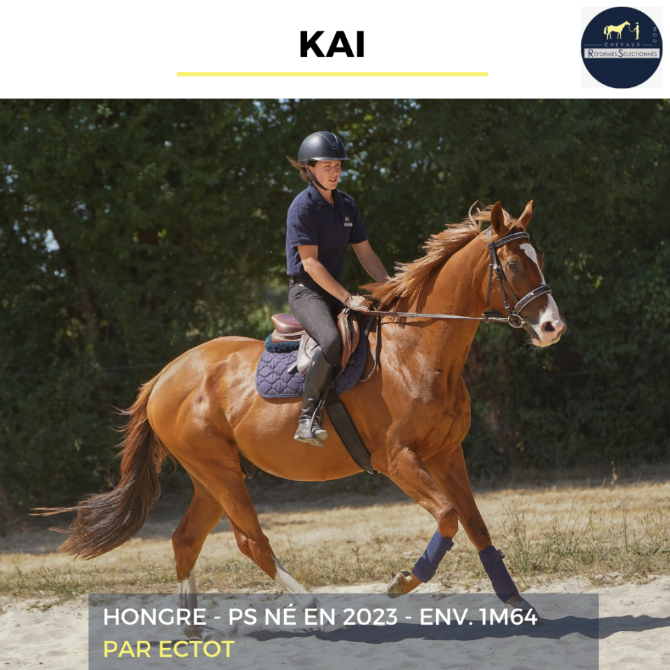 Gelding Thoroughbred For sale 2023 Chesnut