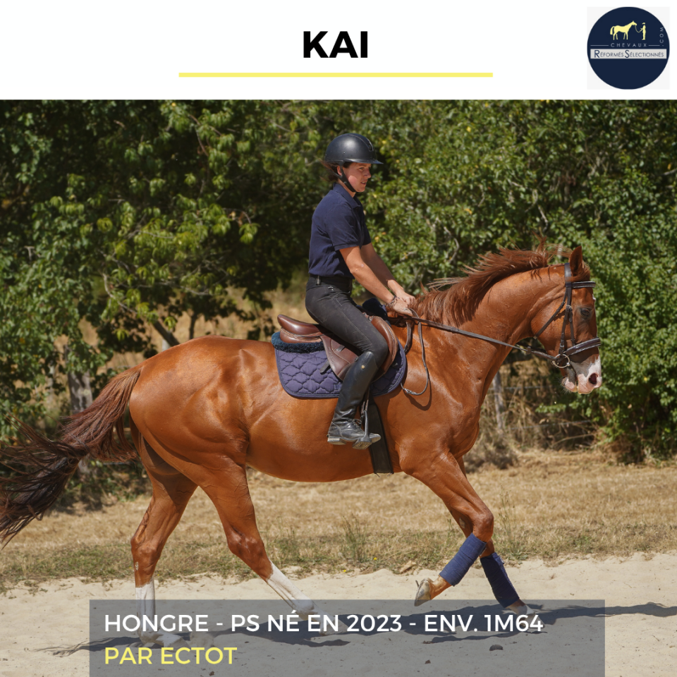 Gelding Thoroughbred For sale 2023 Chesnut