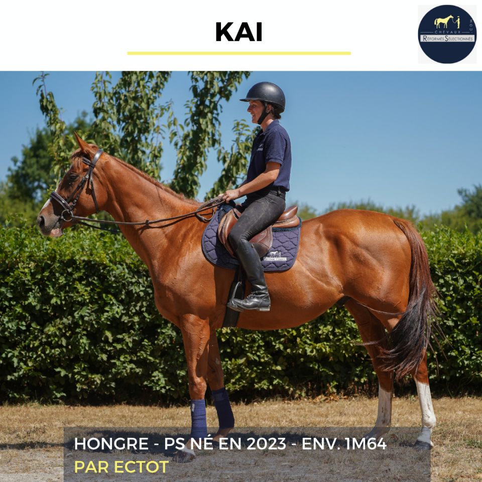 Gelding Thoroughbred For sale 2023 Chesnut