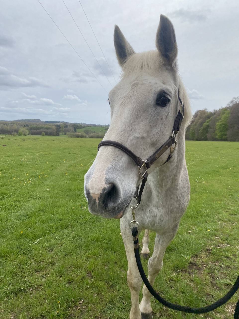Mare Zangersheide For sale 2022 Chesnut